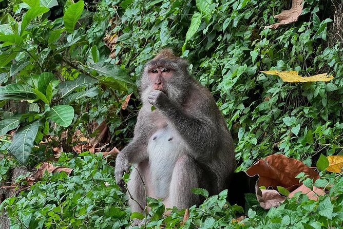 Ubud Monkey Forest - Rice Terrace - Jungle Swing - Water Temple - Getting Around: Private Pickup, English Driver, and Real Time Limits