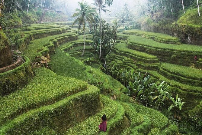 Ubud Private Full-Day Tour - Stop 2: Tegalalang Rice Terraces—walk the paddies, not just stare at them