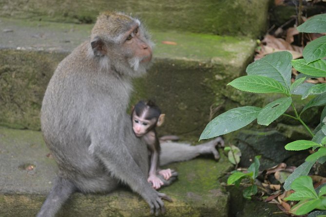 Ubud Private Tour : Choice Your Own Trip - The driver matters more than you think (including when plans change)