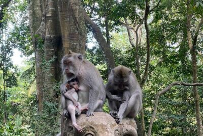 Ubud Private Tour: Monkey Forest, Rice Terrace, Temple, Waterfall - Tegalalang Rice Terraces: The Classic View, With Time to Enjoy It