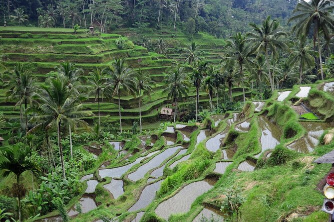 Ubud private tours - Goa Raja Waterfall: forest walk, big pool, and classic Bali photos