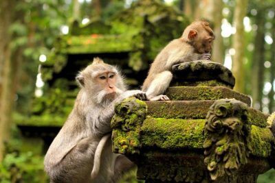 Ubud Sacred Monkey Forest & Art Village Tour - What 4 hours buys you: a half-day art and monkey route