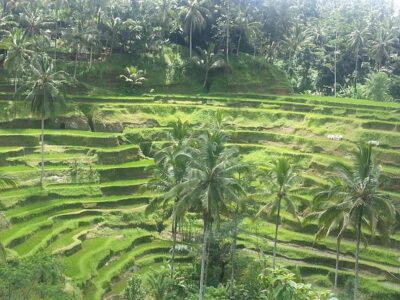 Ubud Tegalalang Rice Teracce & Tanah Lot Tour - Legong Fine Art of Batik: A Quick Art Stop With Real Buying Power