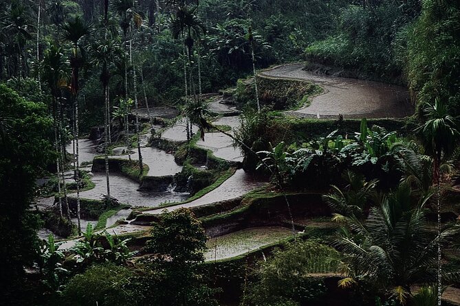 Ubud Top Tours to Discover Bali’s Cultural and Natural Wonders - Ulu Petanu Waterfall: The Jungle Break You Actually Need