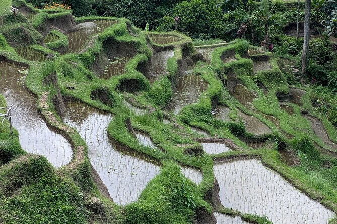 Ubud Top Tours to Discover Bali’s Cultural and Natural Wonders - Tirta Empul Temple and the Holy Spring Cleansing Ritual