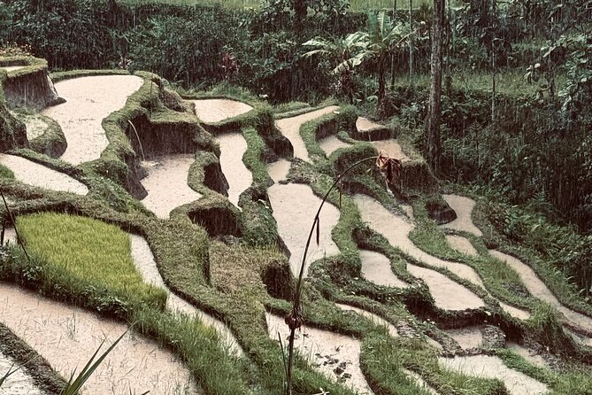 Ubud Top Tours to Discover Bali’s Cultural and Natural Wonders - Price, What’s Included, and the Lunch Gap