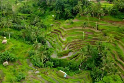 Ubud VW Safari Bali Tour - Volkswagen Classic Car Trip - Price and value: where the $80 really earns its keep