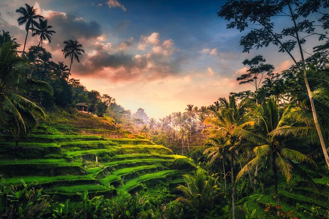 Ubud waterfall, rice terraces, and swing explore - Why This Ubud Day Works: Waterfall, Terraces, and Swing in One Route