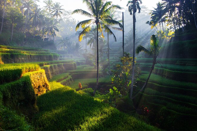 Ubud waterfall, rice terraces, and swing explore - Price and Logistics: Is $41 Good Value for This Day?