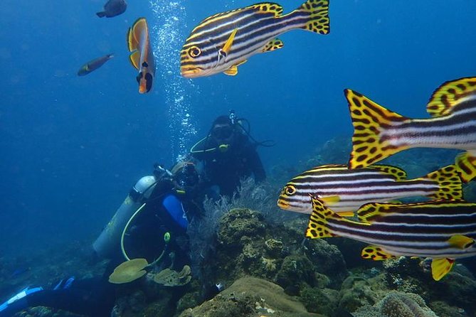 USS Liberty Shipwreck Scuba Diving at Tulamben Bali - Guides, Safety Pace, and Small-Group Feel