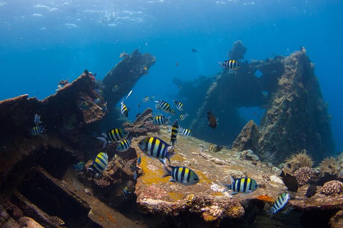 USS Liberty Shipwreck Scuba Diving at Tulamben Bali - Price and Value: What $109.50 Really Buys You