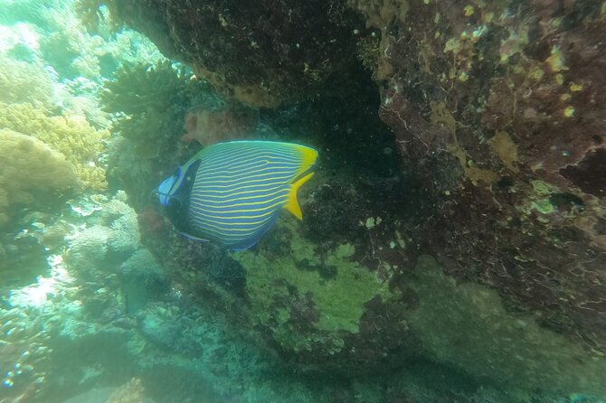 West Nusa Penida With Snorkeling Private Guided Tour - Crystal Bay turtles and color: what to expect
